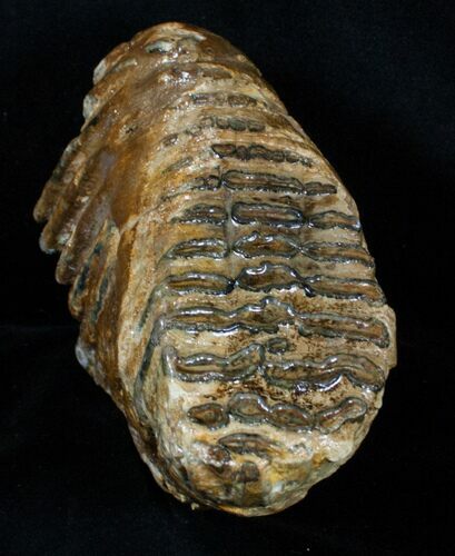 Partial P Mammoth Molar From North Sea #3383